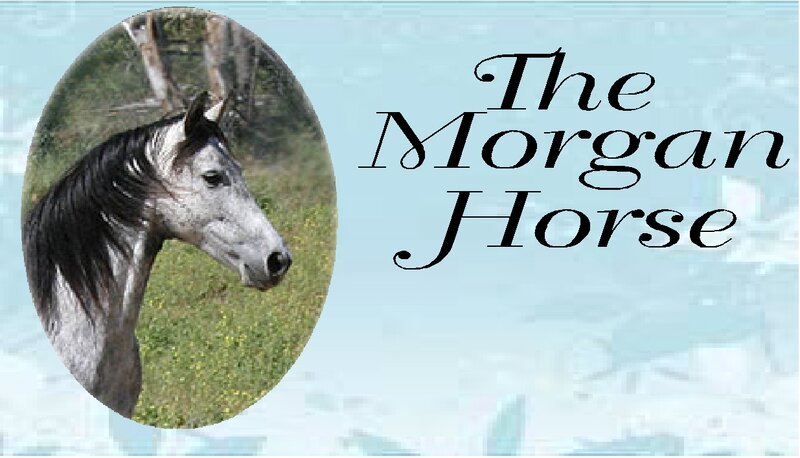 Gray Morgan Horse