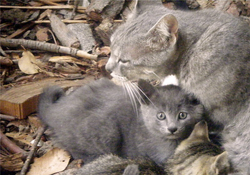 Gray Mother Cat with Kittens