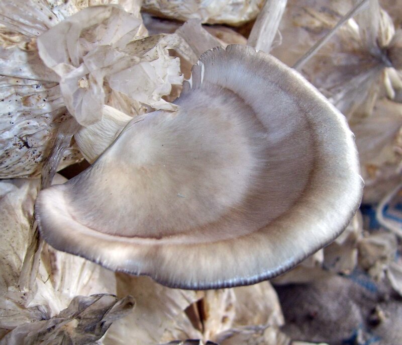 Gray Mushroom Cap