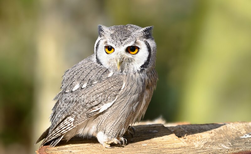 Gray Owl on Wooden Surface