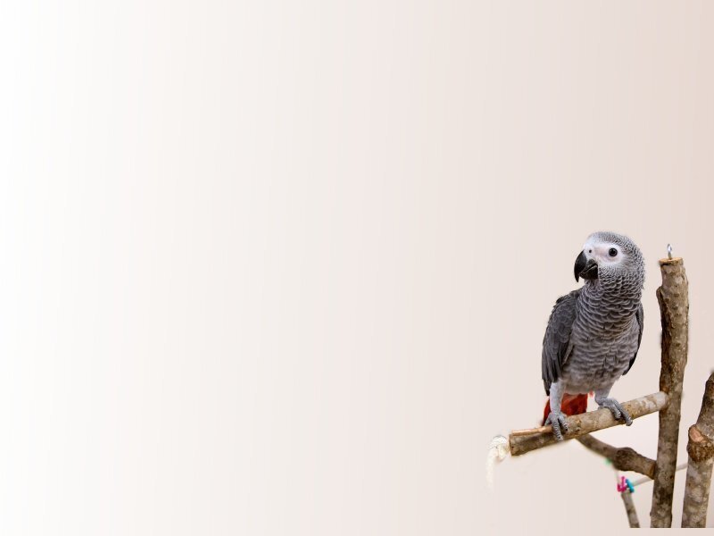 gray parrot on a branch