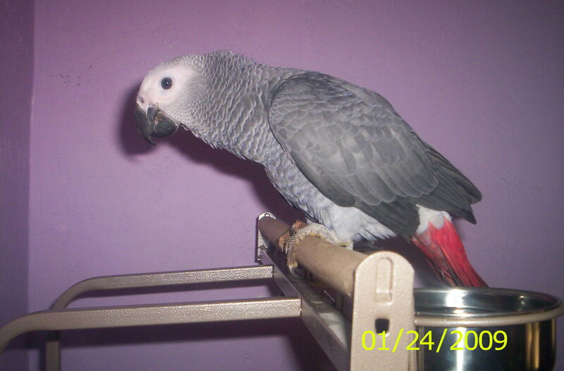 gray parrot on a perch