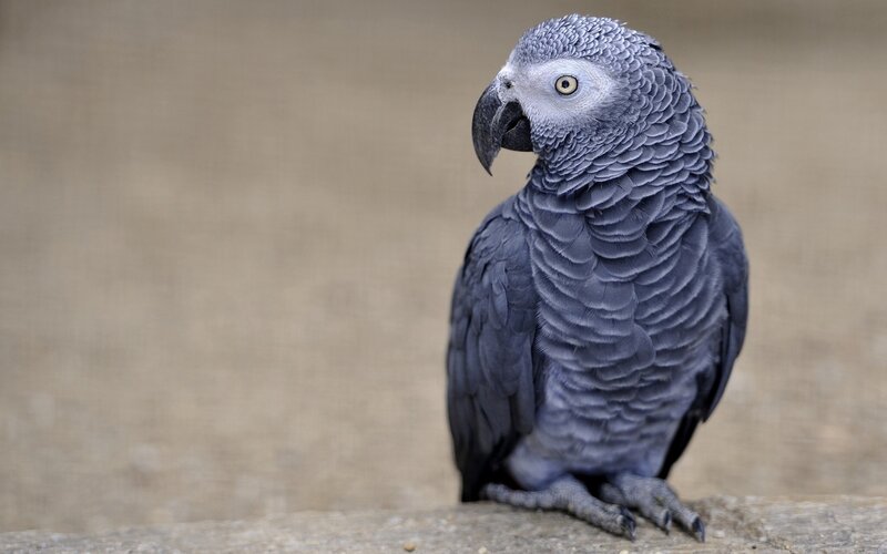 gray parrot on a rock