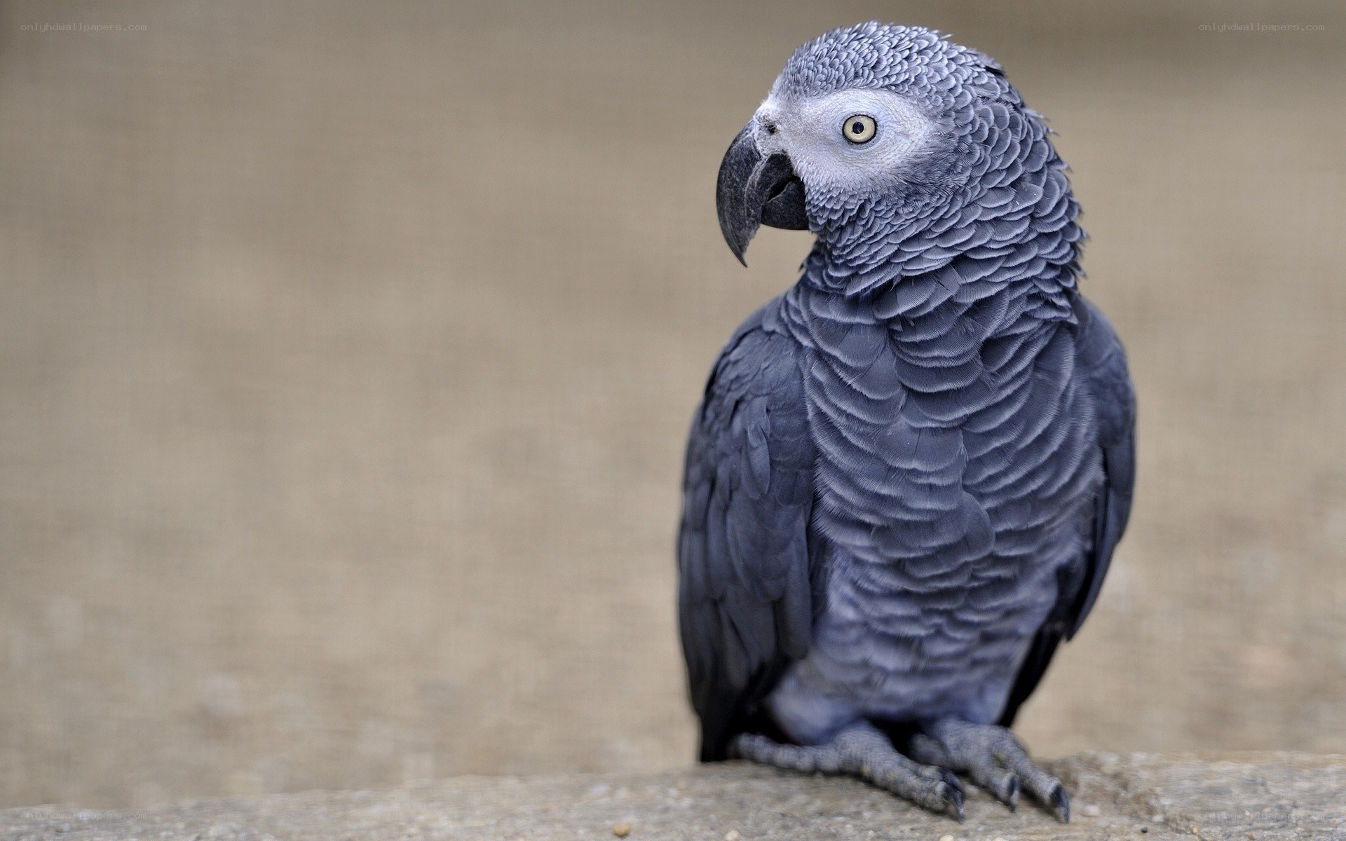 gray parrot on a rock