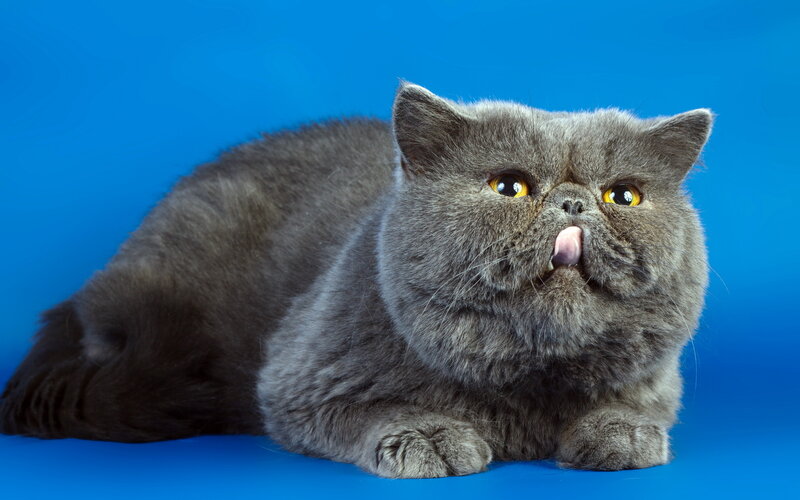Gray Persian Cat — Blue