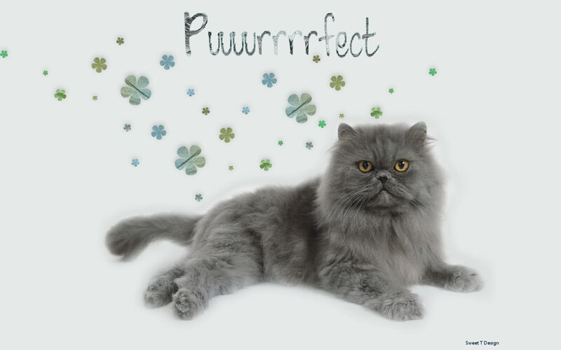 Gray Persian Cat — Calm, Photograph