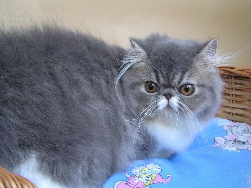 Gray Persian Cat — Calm