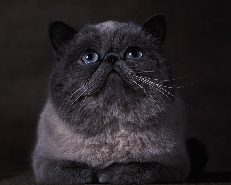 Gray Persian Cat — Dramatic