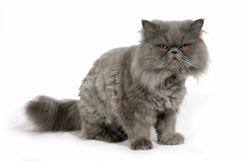 Gray Persian Cat — Neutral