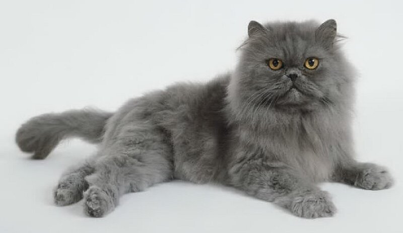 Gray Persian Cat