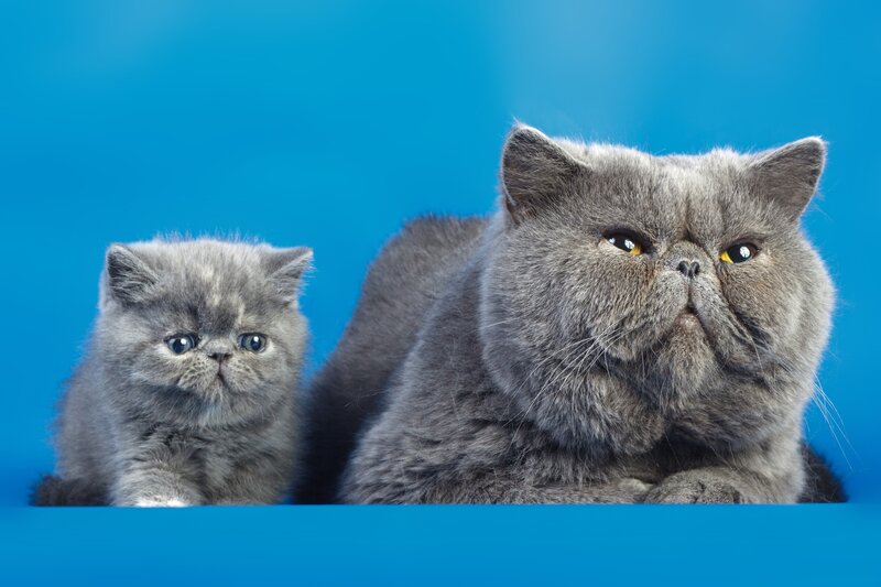 Gray Persian Cats — Blue