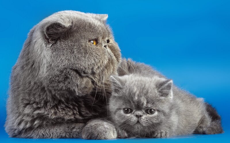 Gray Persian cats on blue