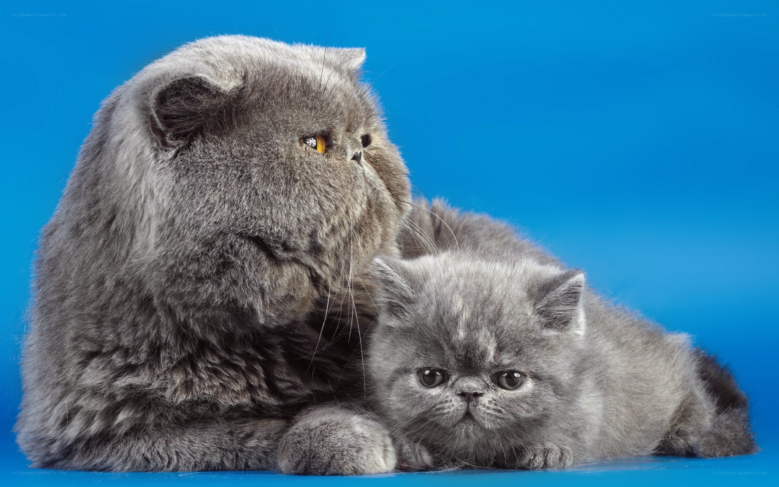 Gray Persian cats on blue