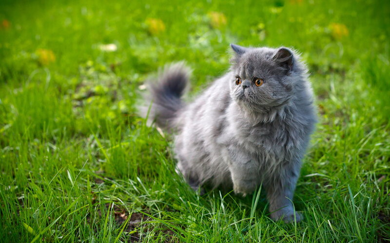 Gray Persian Kitten