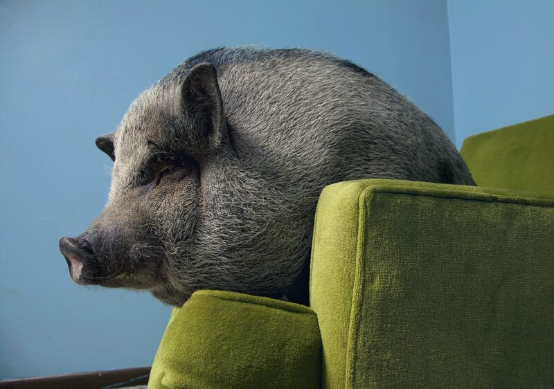Gray Pig on Green Couch