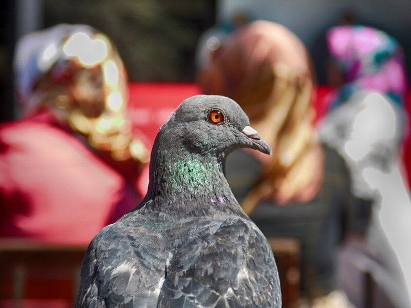 Gray Pigeon in Focus