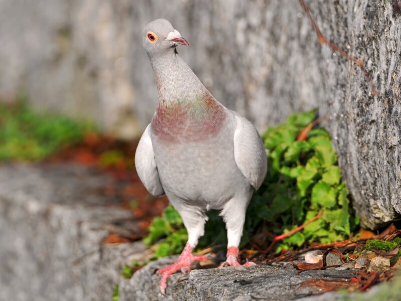 Gray Pigeon on Stone