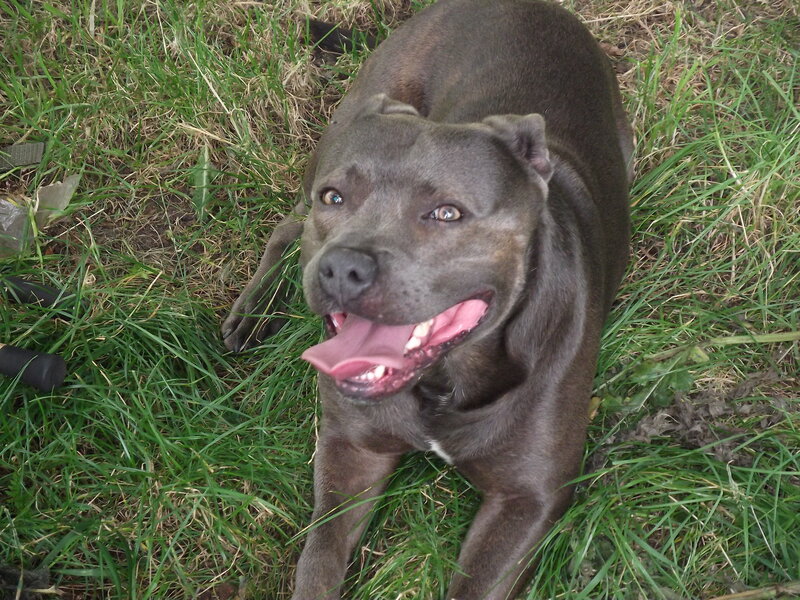 Gray Pit Bull Dog