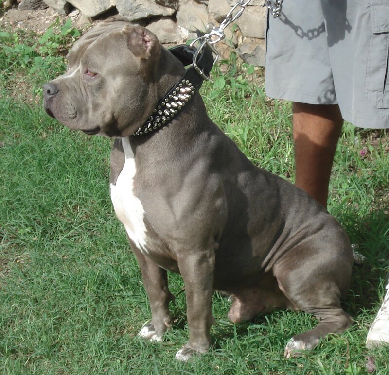 Gray Pitbull Dog