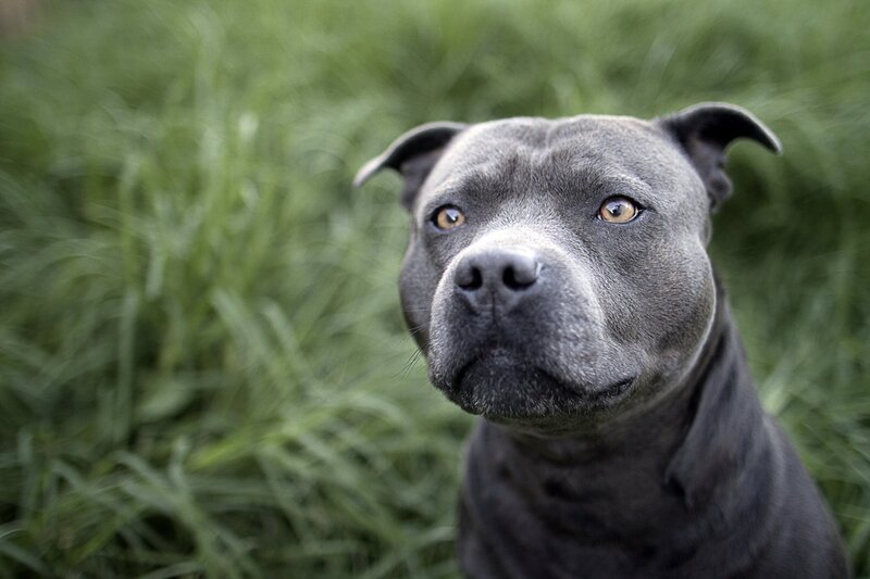 gray pitbull in grass