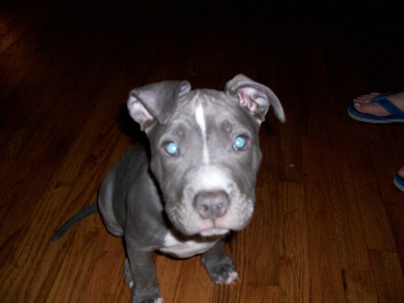 gray pitbull puppy