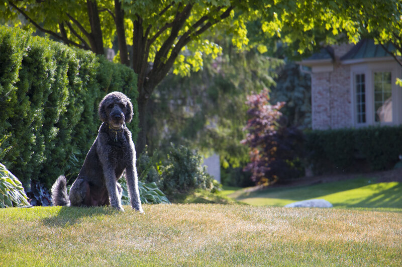 Gray Poodle Dog — Green