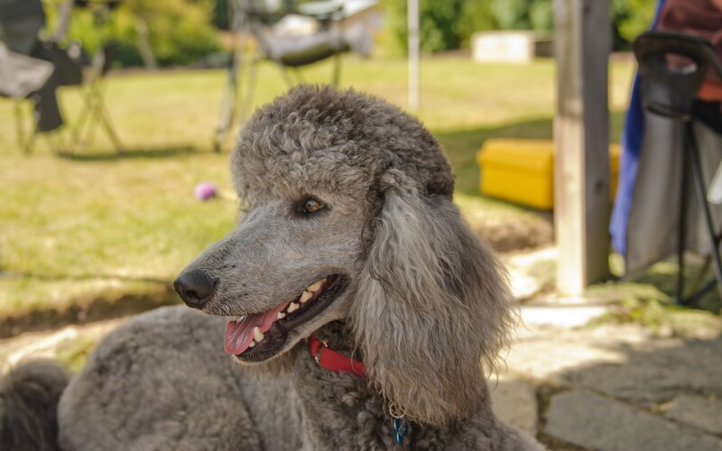 Gray Poodle Dog