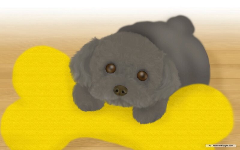 Gray Poodle Puppy