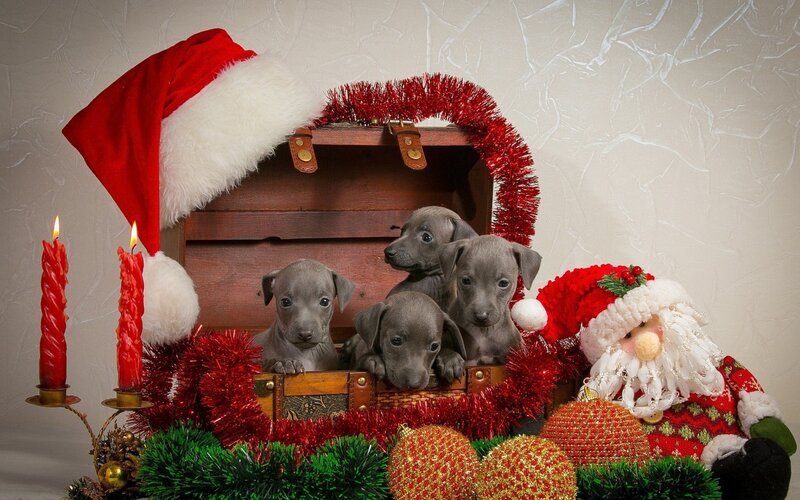 Gray Puppies in Box