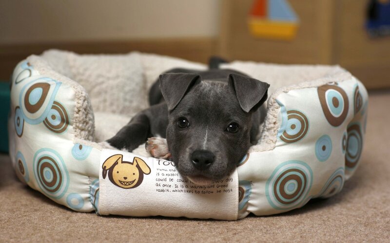 Gray Puppy in Bed