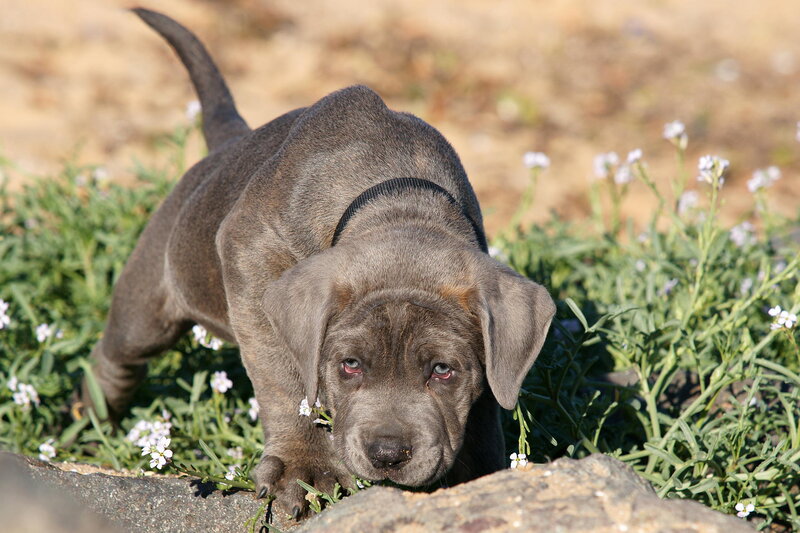 Gray Puppy in Flowers