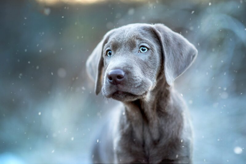 Gray Puppy in Snow — Calm