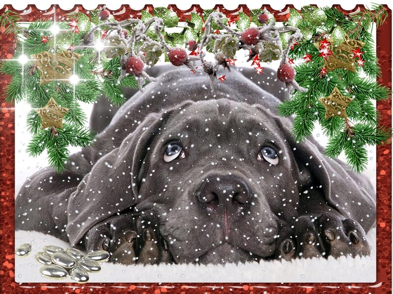 Gray Puppy in Snow