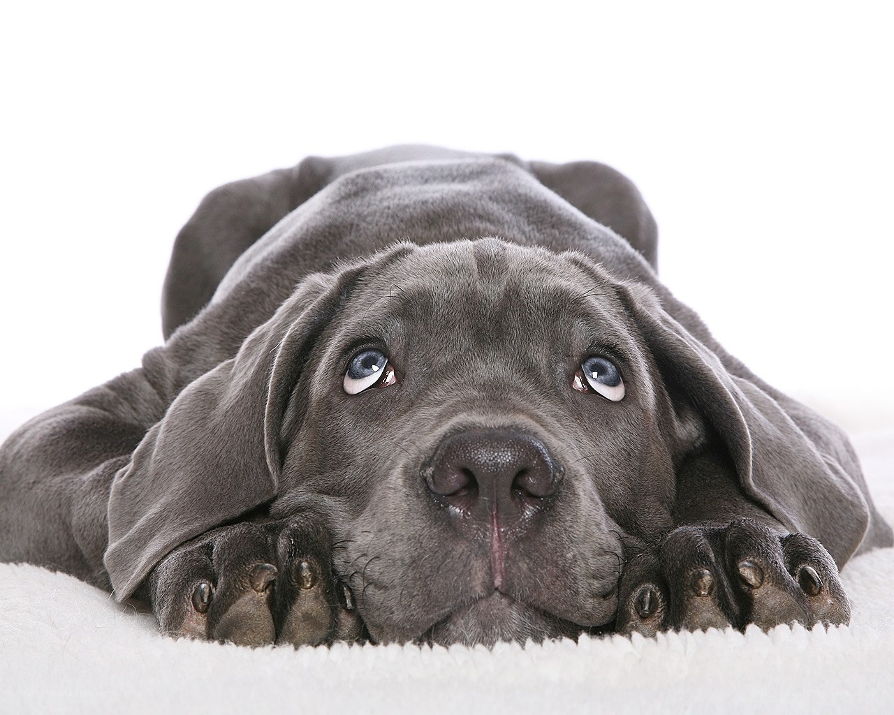 gray puppy lying down