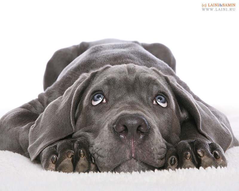gray puppy lying down