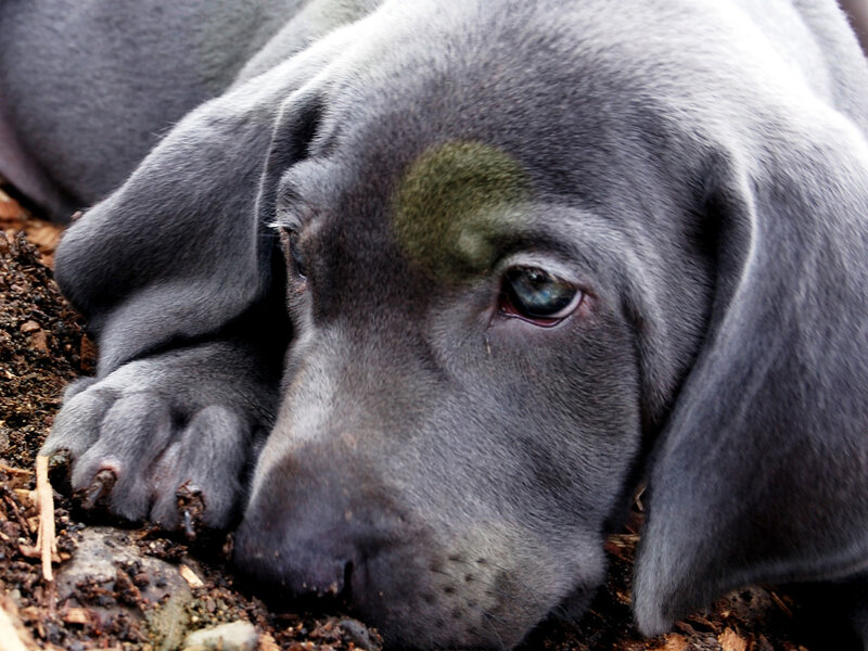 Gray Puppy Lying Down — Calm, Photograph, Paw