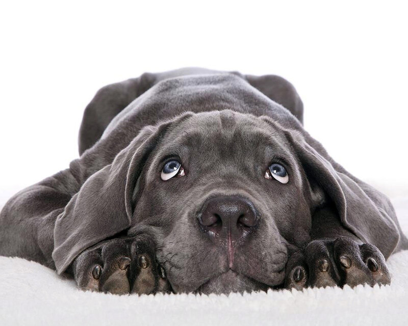 Gray Puppy Lying Down — Calm, Photograph