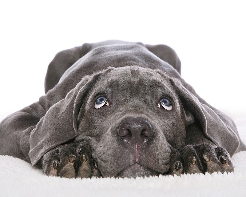 Gray Puppy Lying Down — Calm, Photograph, White Blanket