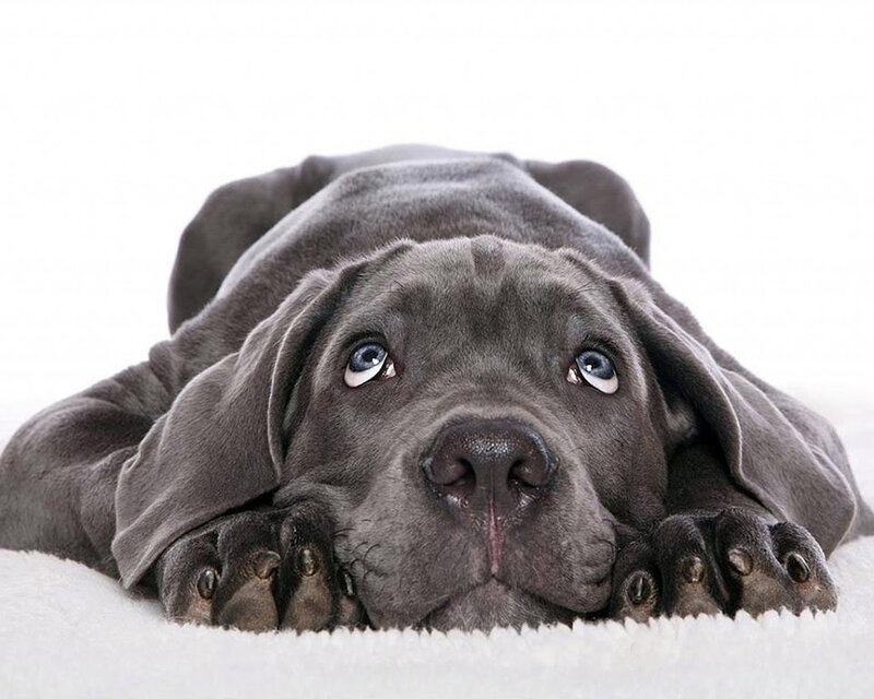 Gray Puppy Lying Down — Calm, Photograph, White Surface