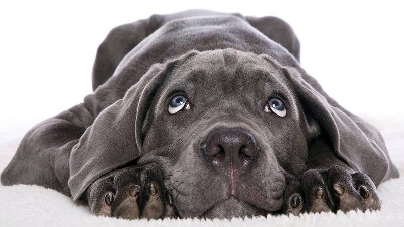 Gray Puppy Lying Down — Calm, Photograph, White Surface, White