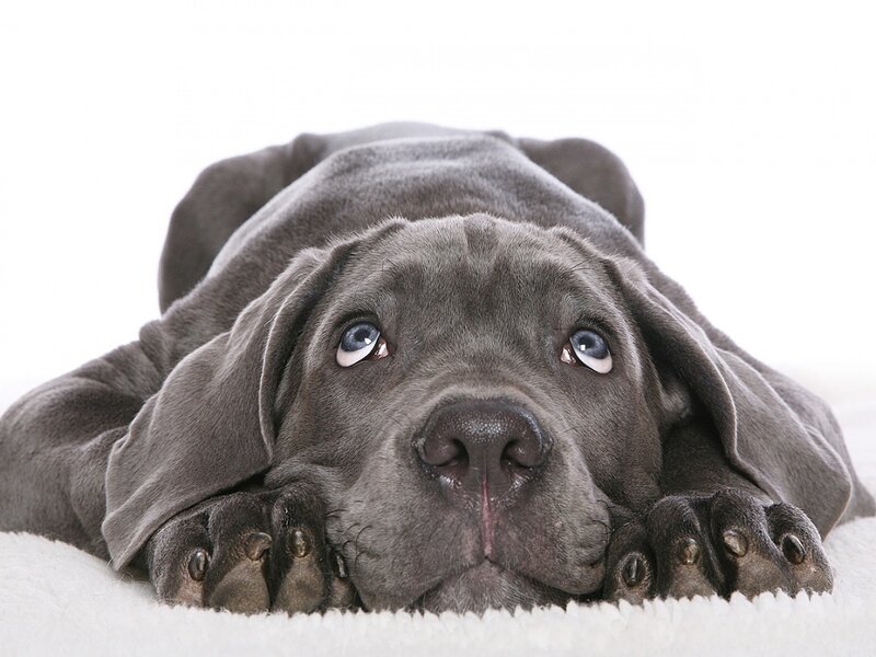 Gray Puppy Lying Down — Calm
