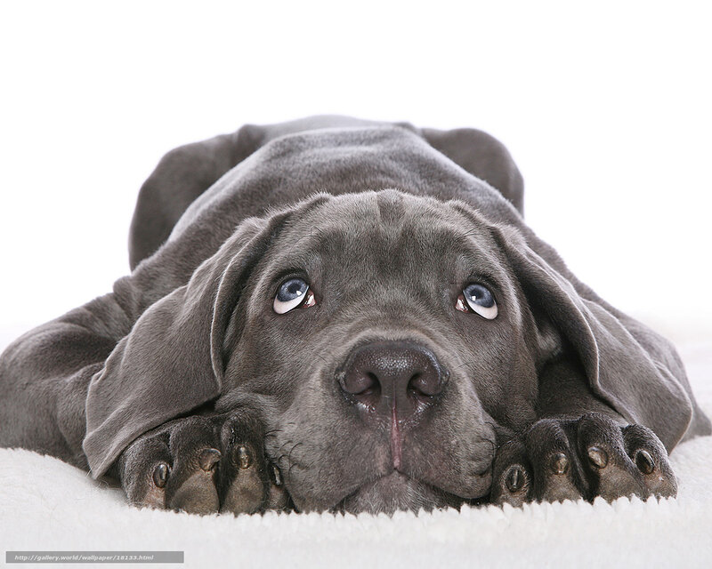 gray puppy lying down