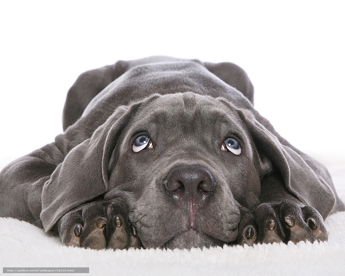 gray puppy lying down