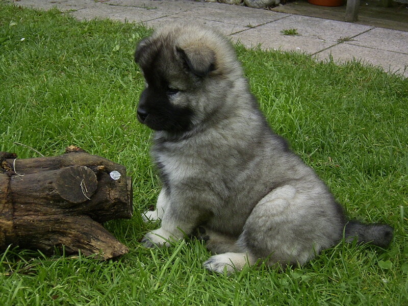 Gray Puppy on Grass — Green