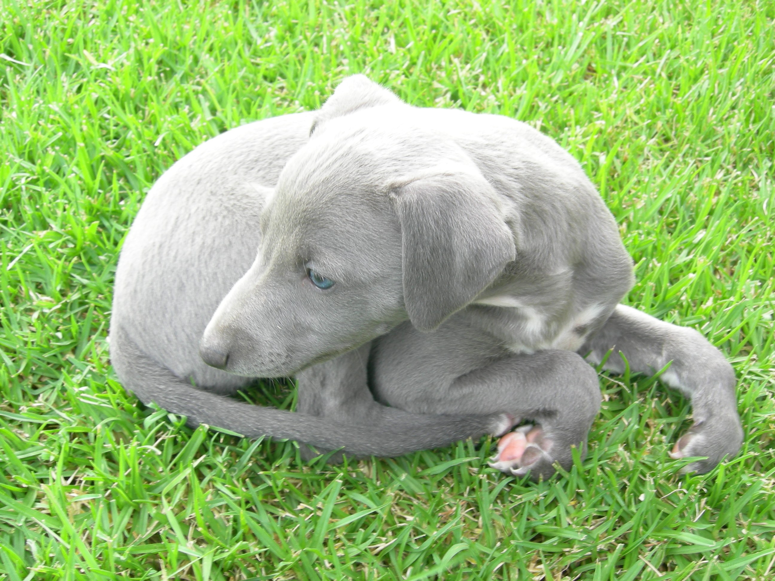 gray puppy on grass