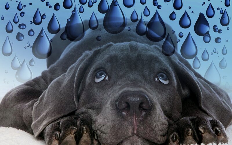 Gray Puppy under Raindrops