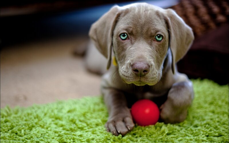 Gray Puppy with Ball