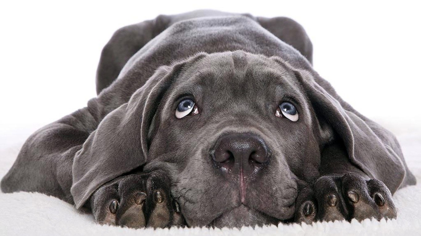 gray puppy with blue eyes