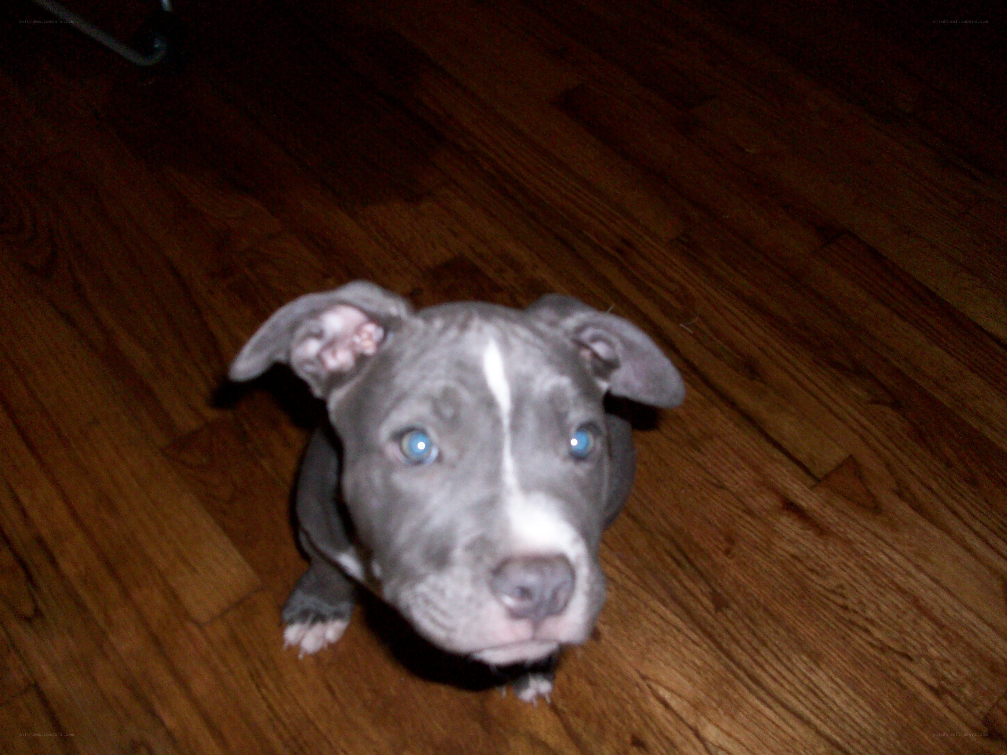 gray puppy with blue eyes