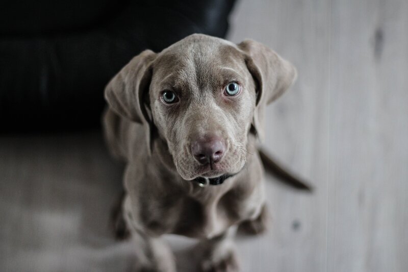 gray puppy with blue eyes
